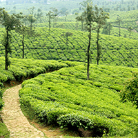 Nilgiris